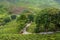 Scenic road in green tea plantations in mountain. Tea garden with widing road. Tea meadow with road and tree. Nature landscape