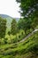 Scenic road in green tea plantations in mountain. Tea garden with widing road. Tea meadow with road and trees. Nature landscape