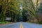 Scenic road through a large redwood Sequoia sempervirens and m
