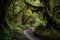 scenic road trip through ancient forest, with towering trees and cascading streams