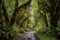 scenic road trip through ancient forest, with towering trees and cascading streams