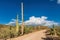 Scenic road trip in Saguaro National Park