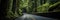 Scenic Road Winding Through A Tunnel Of Trees