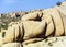 Scenic rocks in Joshua Tree National Park