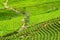 Scenic rows of bright green tea bushes at tea plantation