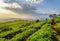 Scenic rows of young bright green tea bushes at sunset