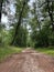 Scenic rural dirt road meandering between a lush forest of trees