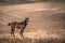 Scenic rural landscape. Cute little purebred foal playing at farm. Cute little purebred foal playing at farm