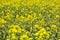 Scenic rural landscape flowering, blooming oilseed rape field, ready for harvest, rapeseed oil