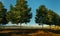 Scenic Rural Landscape, Trees Stand In A Row Along The Road Against Background Of A Field