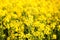 Scenic rural landscape with yellow rape, rapeseed or canola field. Rapeseed field, Blooming canola flowers close up. Rape on the f