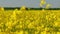 Scenic rural landscape with yellow rapeseed.