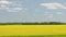 Scenic rural landscape with yellow rapeseed.