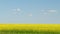 Scenic rural landscape with yellow rapeseed. Panorama.