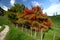 Scenic rural vista of grassland, rolling hill, barbed wire fence and colored trees on sunny day in Waitomo, New Zealand