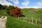 Scenic rural vista of grassland, rolling hills, barbed wire fence and colored trees on sunny day in Waitomo, New Zealand
