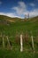 Scenic rural vista of grassland, rolling hills, barbed wire fence and leafless cypress trees on sunny day in Waitomo, New Zealand