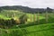 Scenic rural vista of grassland, rolling hills, forest, and skinny leafless cypress trees on sunny day in Waitomo, New Zealand