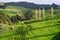 Scenic rural vista of grassland, rolling hills, forest, and skinny leafless cypress trees on sunny day in Waitomo, New Zealand