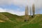 Scenic rural vista of grassland, rolling hills, wire fence and skinny leafless cypress trees on sunny day in Waitomo, New Zealand