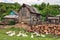 Scenic rustic summer landscape of a peasant village with geese grazing outdoors and firewood piled by the shed. Quiet authentic