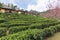 Scenic and serene green tea gardens at the hills of Ban Rak Thai village, located in Mae Hong Son province in Northern