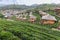 Scenic and serene green tea gardens at the hills of Ban Rak Thai village, located in Mae Hong Son province in Northern