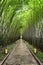 Scenic shady walkway through green bamboo woods after rain