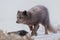 Scenic shot of an arctic fox prowling the snowfield in Hornstrandir Nature Reserve, Iceland