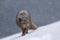 Scenic shot of an arctic fox prowling the snowfield in Hornstrandir Nature Reserve, Iceland