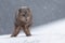 Scenic shot of an arctic fox prowling the snowfield in Hornstrandir Nature Reserve, Iceland