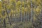 Scenic shot of an aspen tree forest on a downhill slope