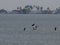 scenic shot of the backwaters of Kerala with flock of birds