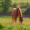 Scenic shot of a beautiful domestic horse grazing in green grass with a fly mask on its head