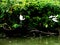 scenic shot of birds in the backwaters of Kerala