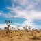 Scenic shot of a field of yucca trees with the blue sky and clouds in the background