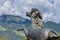 Scenic shot of a horse statue in Merano, Italy, surrounded by mountain forests on a cloudy weather