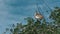 Scenic shot of a Pelican on top of a green tree with the bright blue sky in the background