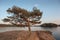 Scenic shot of a pinus clausa tree growing on the edge of the shore in front of the lake