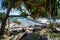 Scenic shot of a tree on a rocky beach of Snapper Rocks in Gold Coast, Queensland, Australia