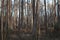 Scenic shot of the woods at Huntley Meadow Park in Alexandria, Virginia