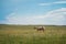 Scenic shot of a young Bighorn Sheep grazing on a pasture