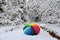 Scenic snowy forest and colorful umbrella .Lithuanian nature.