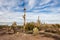 Scenic Sonoran Desert landscape with cactus in Arizona