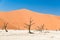 The scenic Sossusvlei and Deadvlei, clay and salt pan with braided Acacia trees surrounded by majestic sand dunes. Namib Naukluft