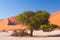 The scenic Sossusvlei and Deadvlei, clay and salt pan with braided Acacia trees surrounded by majestic sand dunes. Namib Naukluft