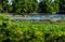 A Scenic Spring or Summertime Lake View with Lush Aquatic Plants.