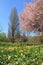 Scenic springtime landscape with cherry tree
