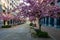 Scenic Springtime View of aPath Lined by Beautiful Cherry Trees in Blossom in Turin, PIedmont, Italy