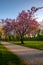 Scenic springtime view of cherry blossom trees on a fresh green lawn in a park